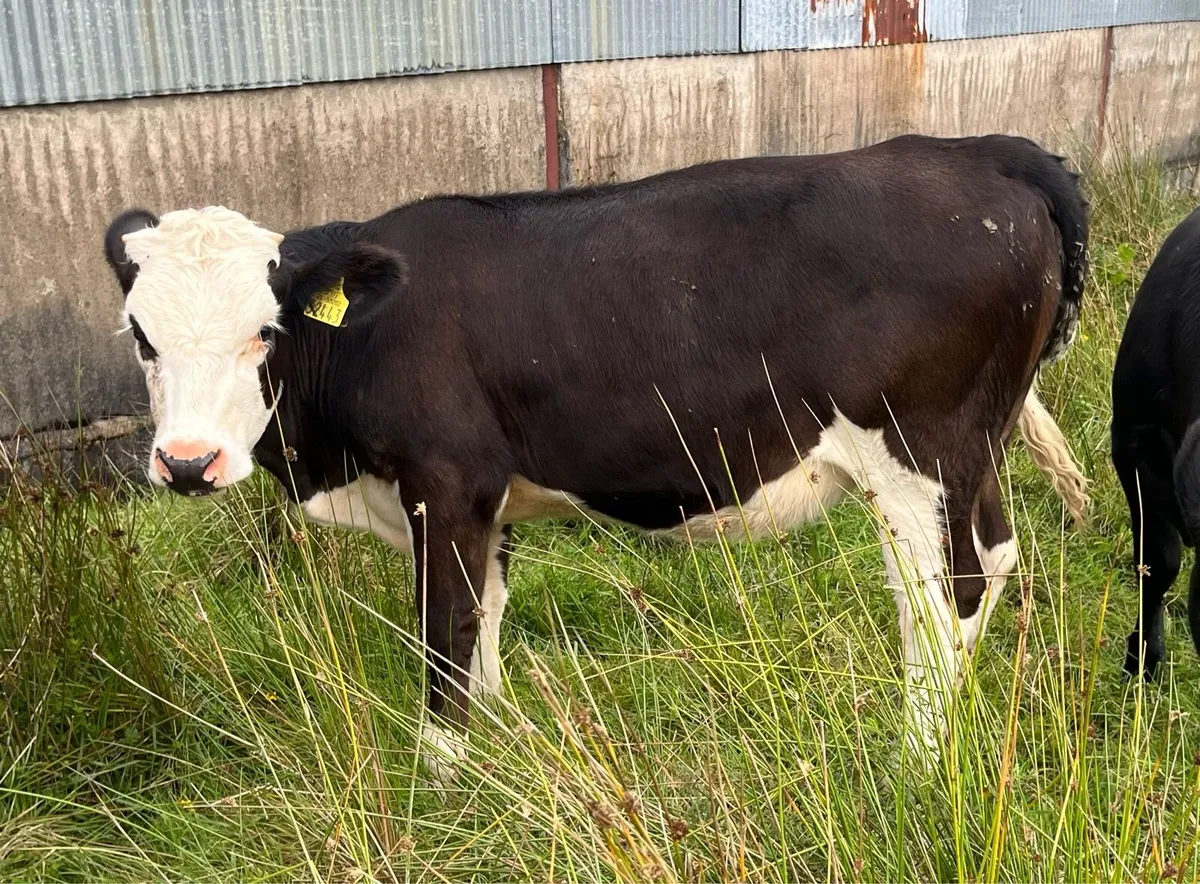 Roan and Simmental Calves - Image 3