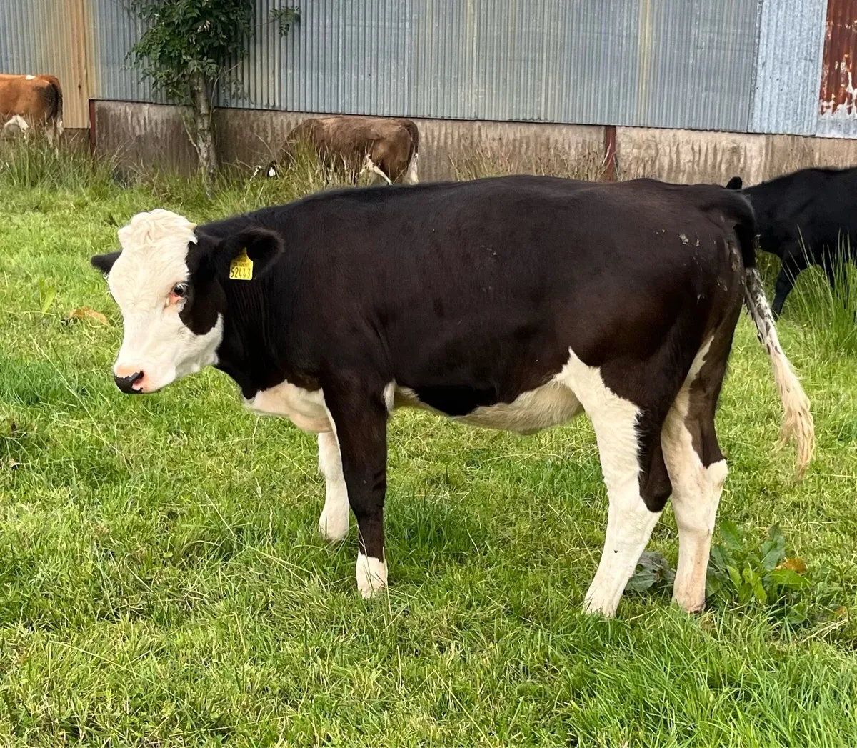 Roan and Simmental Calves - Image 4