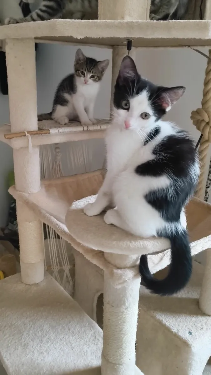 Female kitten - Image 3