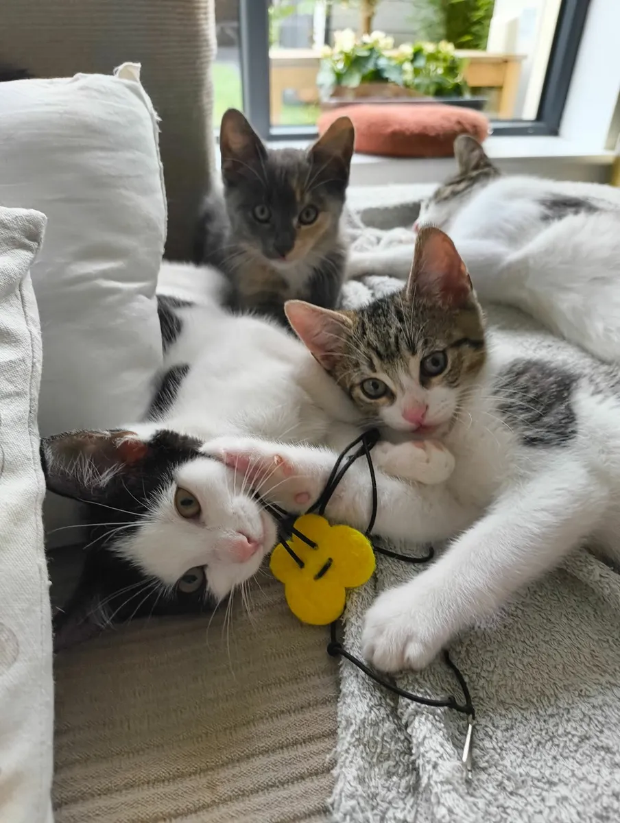 Female kitten - Image 2
