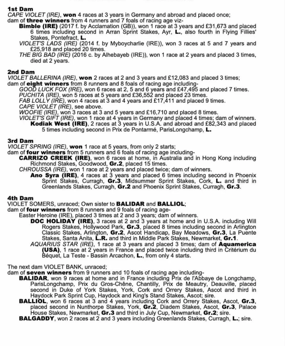 Potential Broodmare x New Bay - Image 2