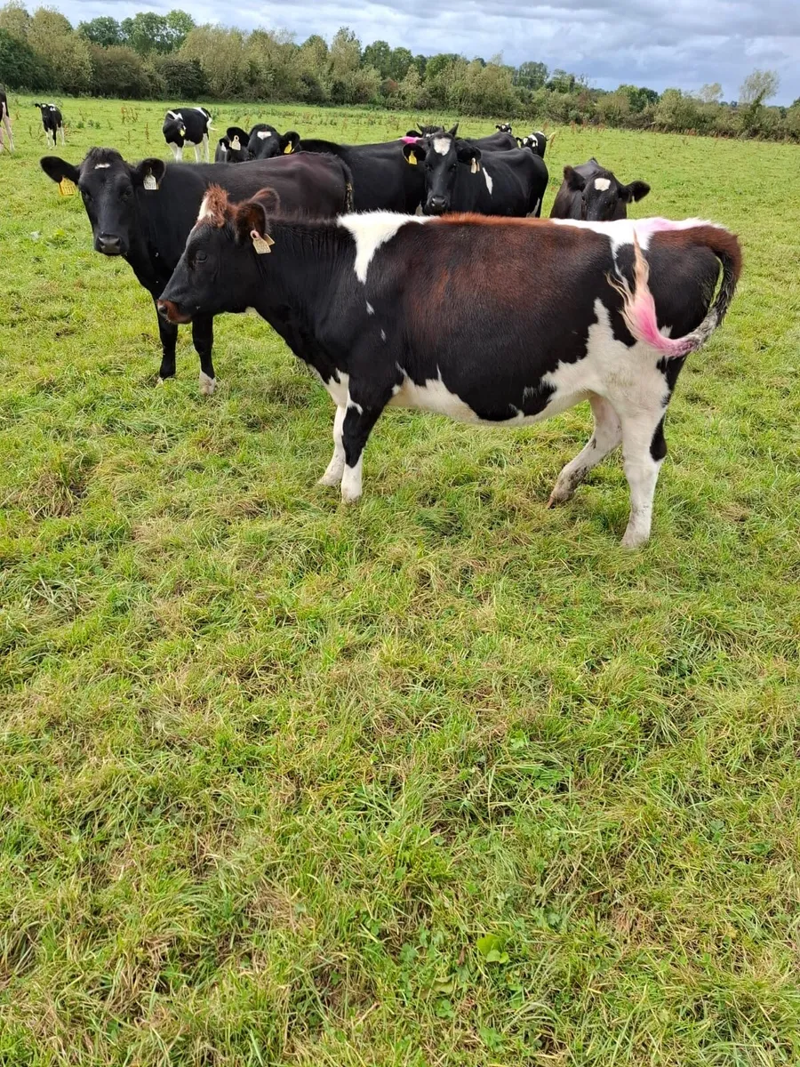 Bulling heifers forsale - Image 1