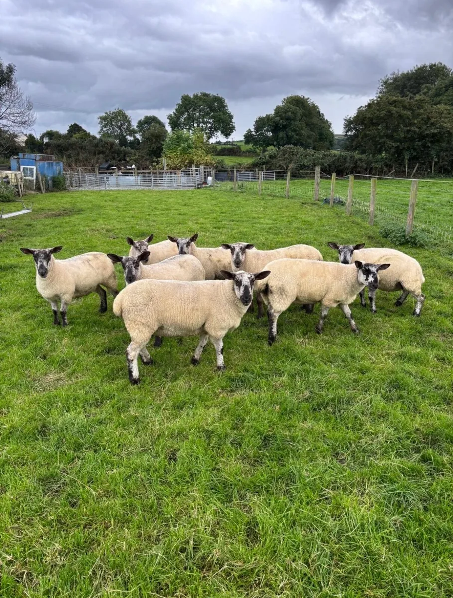Suffolk Cheviot, mule and texel hoggets - Image 1