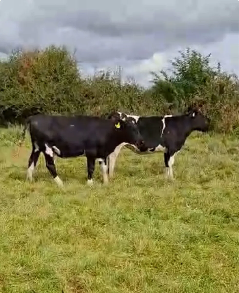 Bulling heifers forsale - Image 2