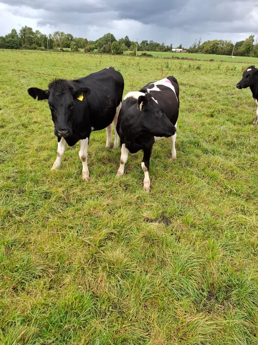 Bulling heifers forsale - Image 3