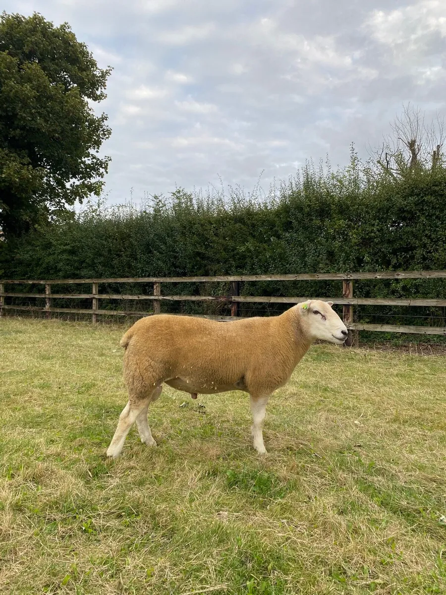 Pedigree Belclare shearling ram sis approved - Image 1