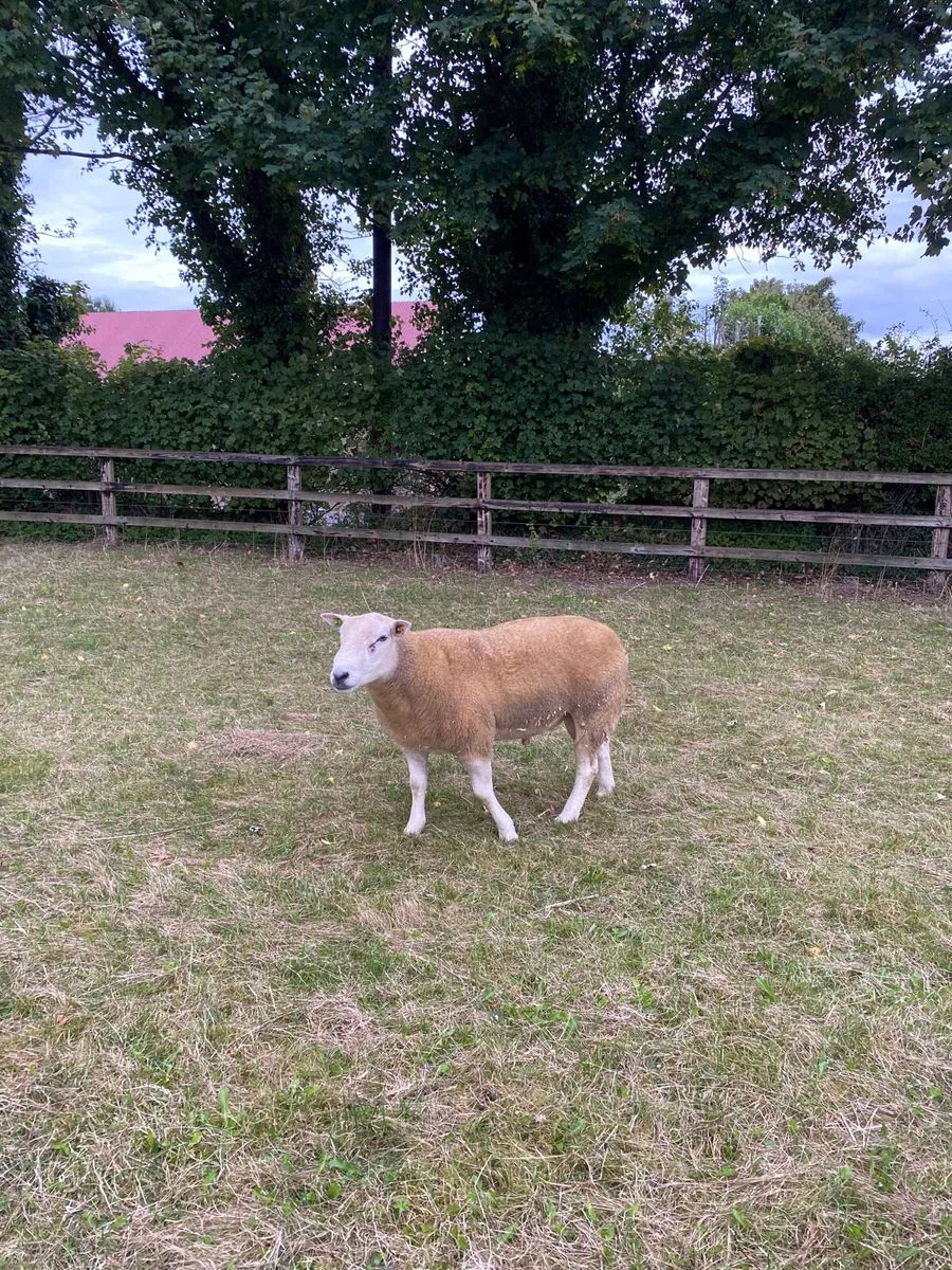 Pedigree Belclare shearling ram sis approved - Image 2