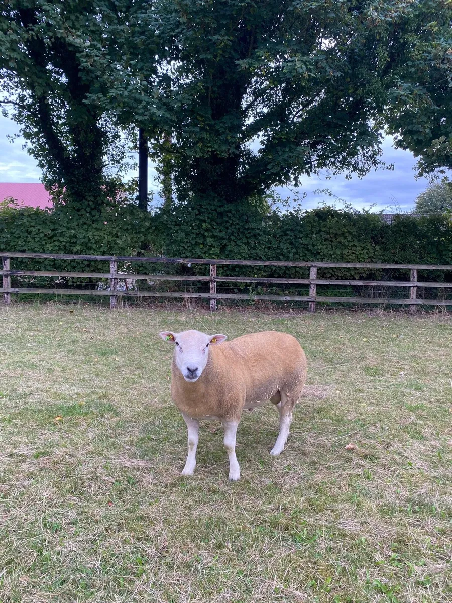 Pedigree Belclare shearling ram sis approved - Image 3