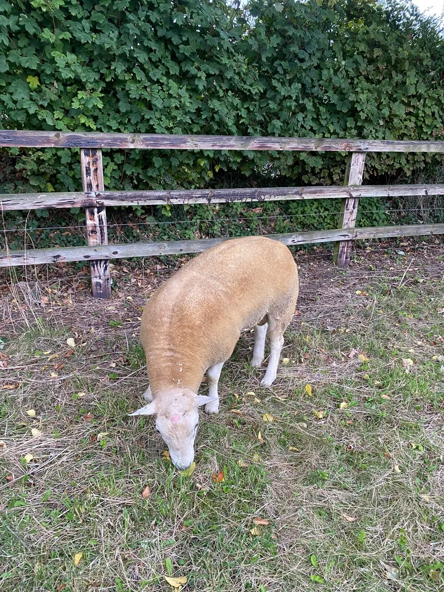 Pedigree Belclare shearling ram sis approved - Image 4