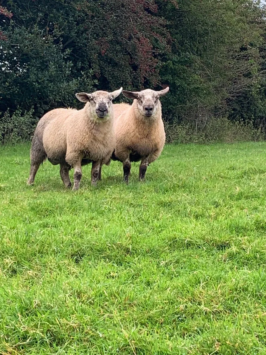 2 super suftex ram lambs - Image 1