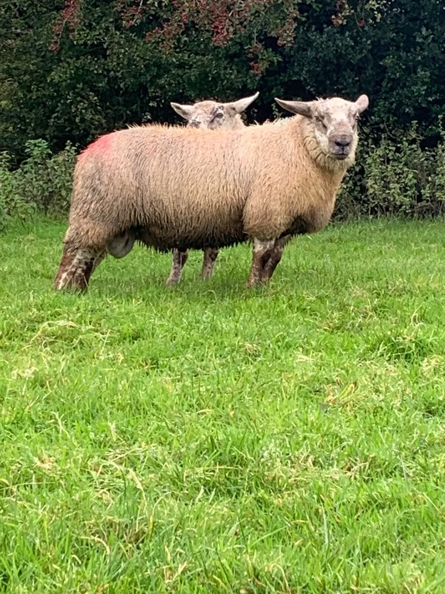 2 super suftex ram lambs - Image 2