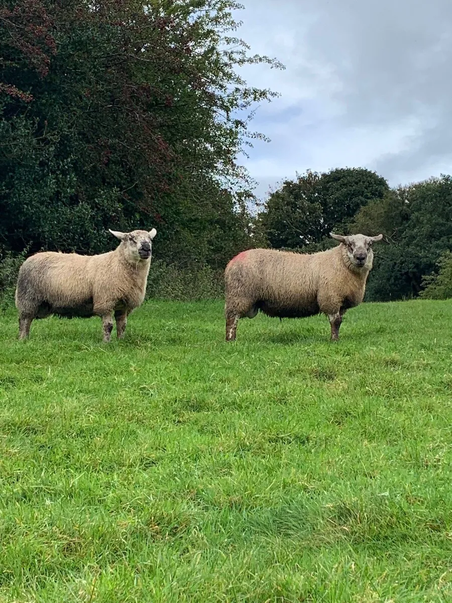2 super suftex ram lambs - Image 3