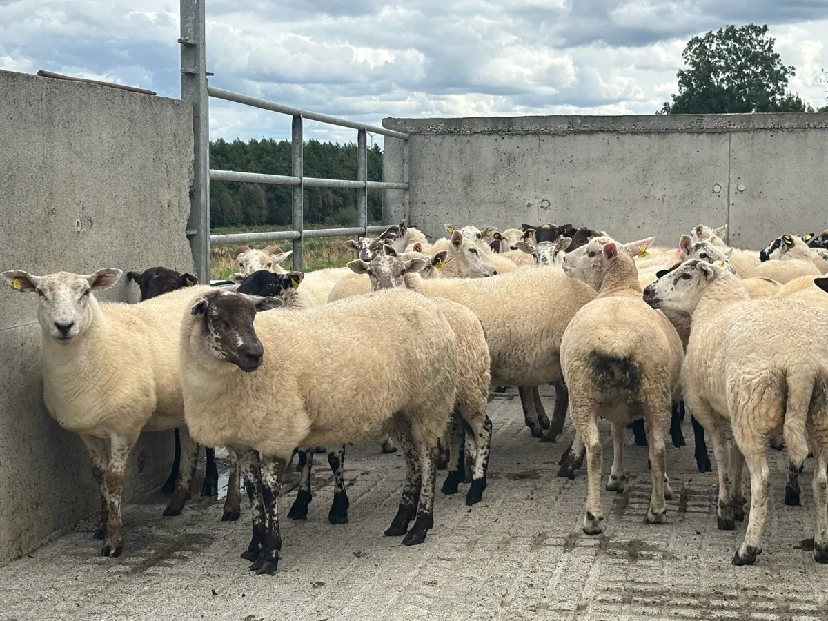Breeding Hoggets - Image 1