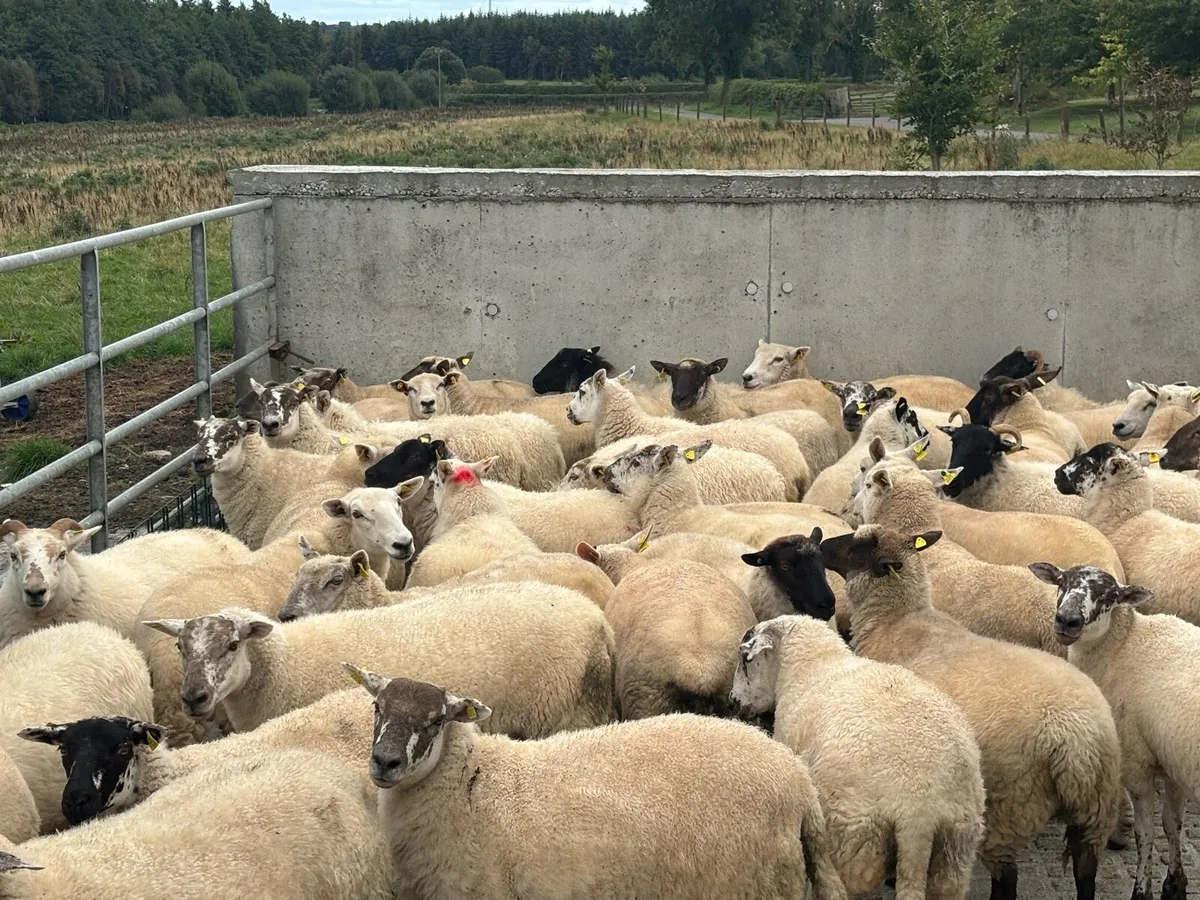 Breeding Hoggets - Image 2