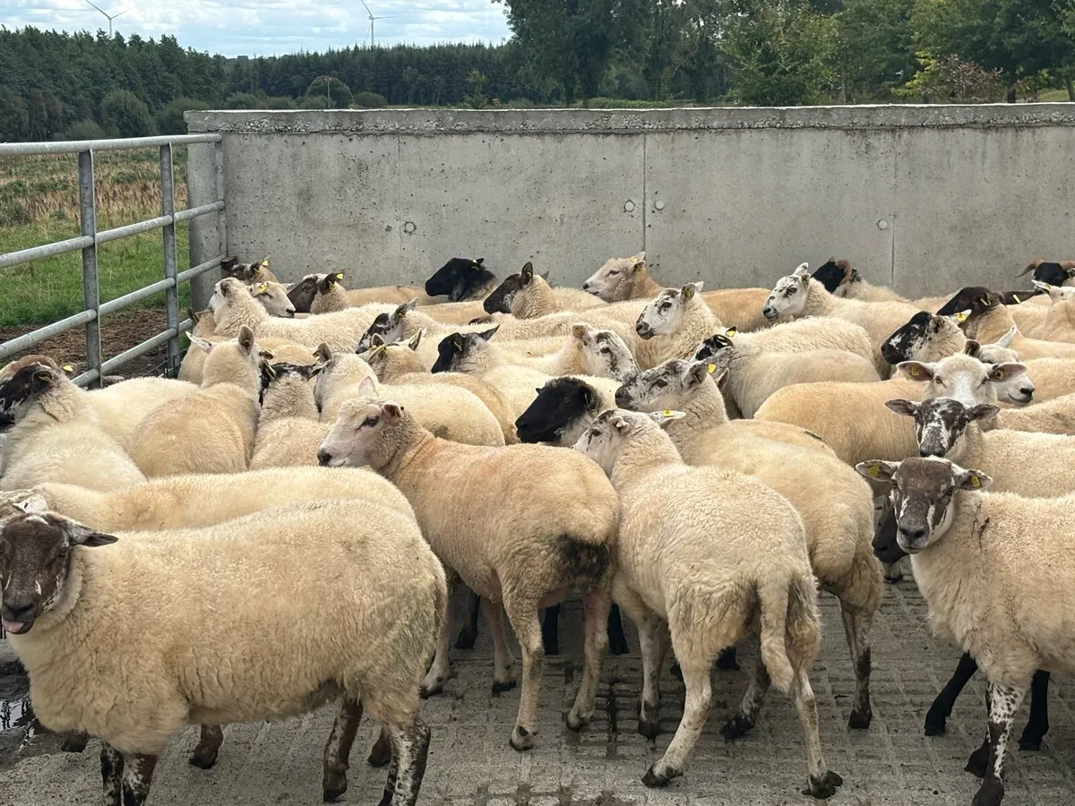 Breeding Hoggets - Image 3