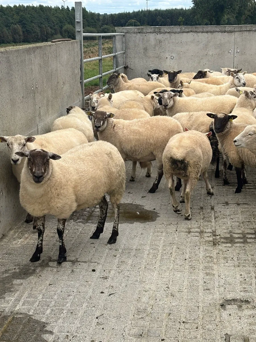 Breeding Hoggets - Image 4