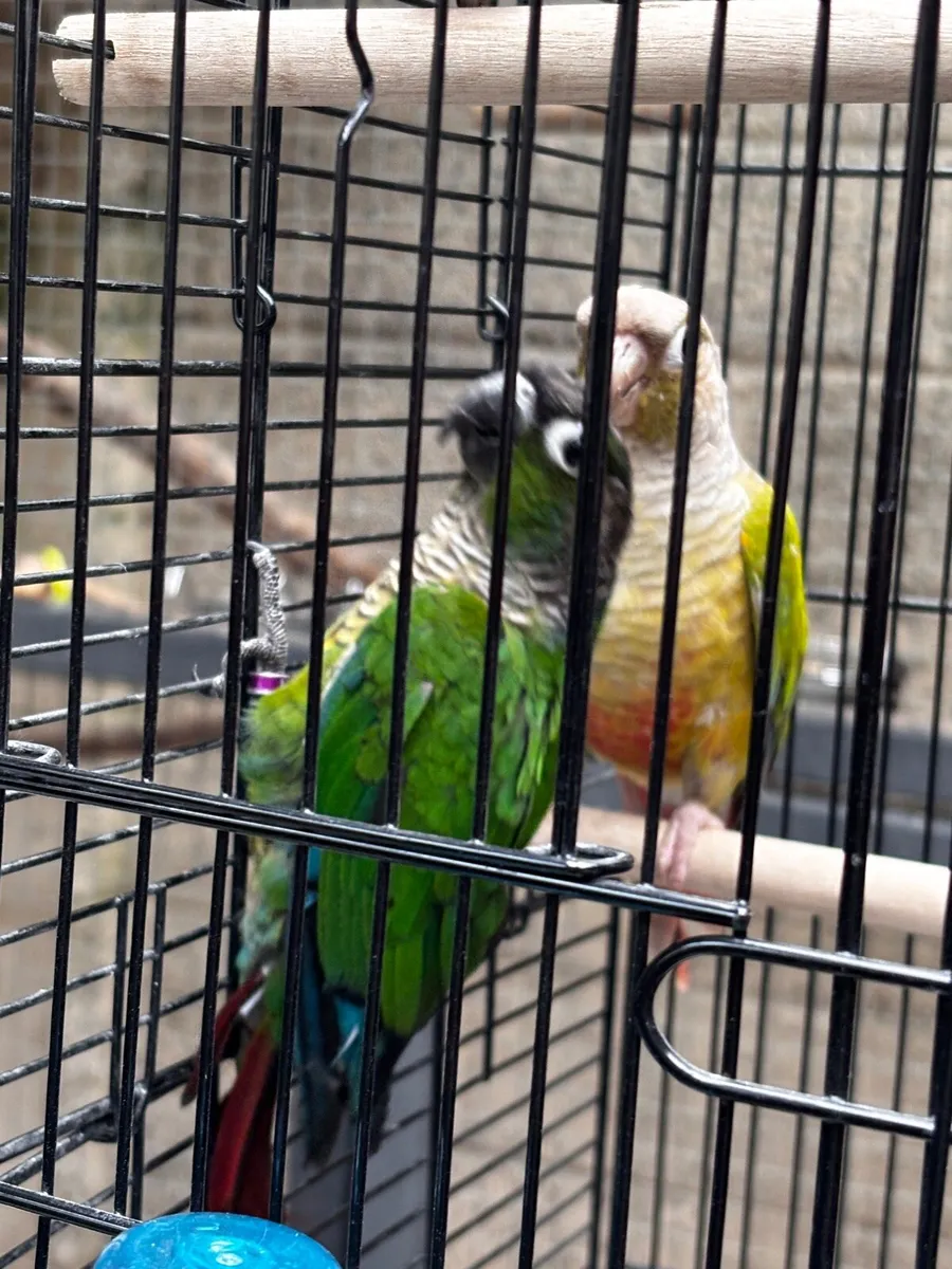 2 conures - Image 1