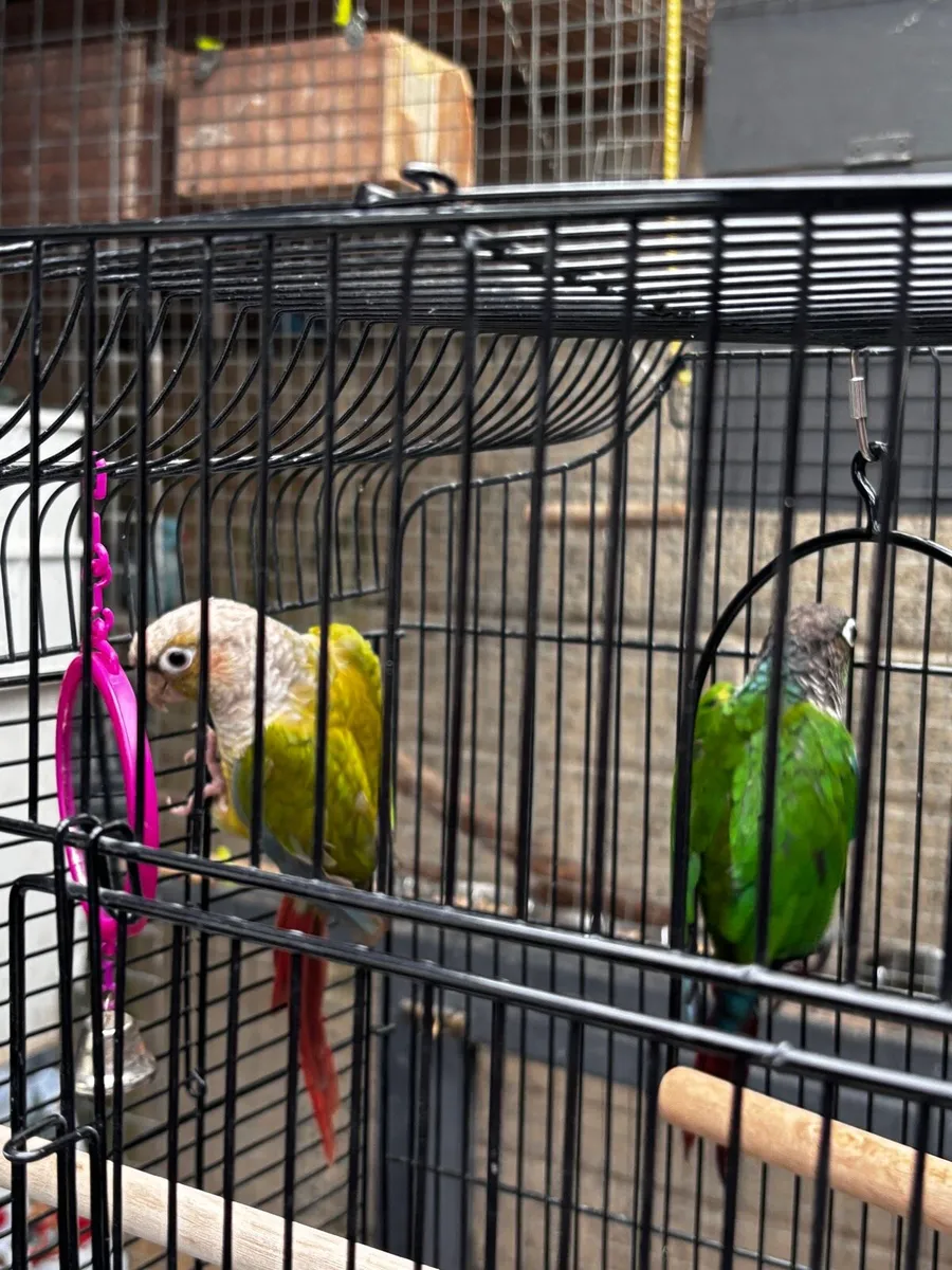 2 conures - Image 2