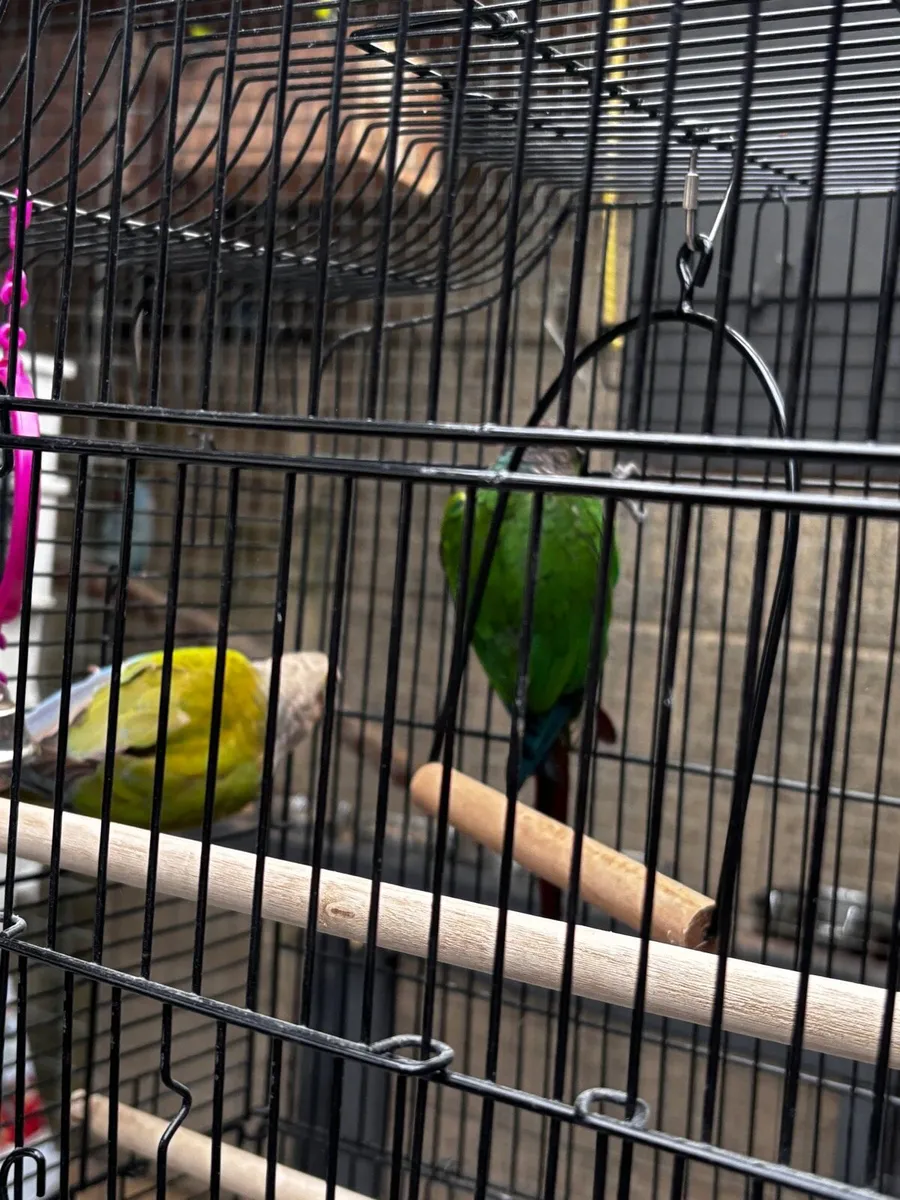 2 conures - Image 4