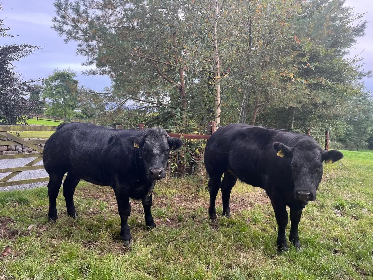 Heifers - Image 1