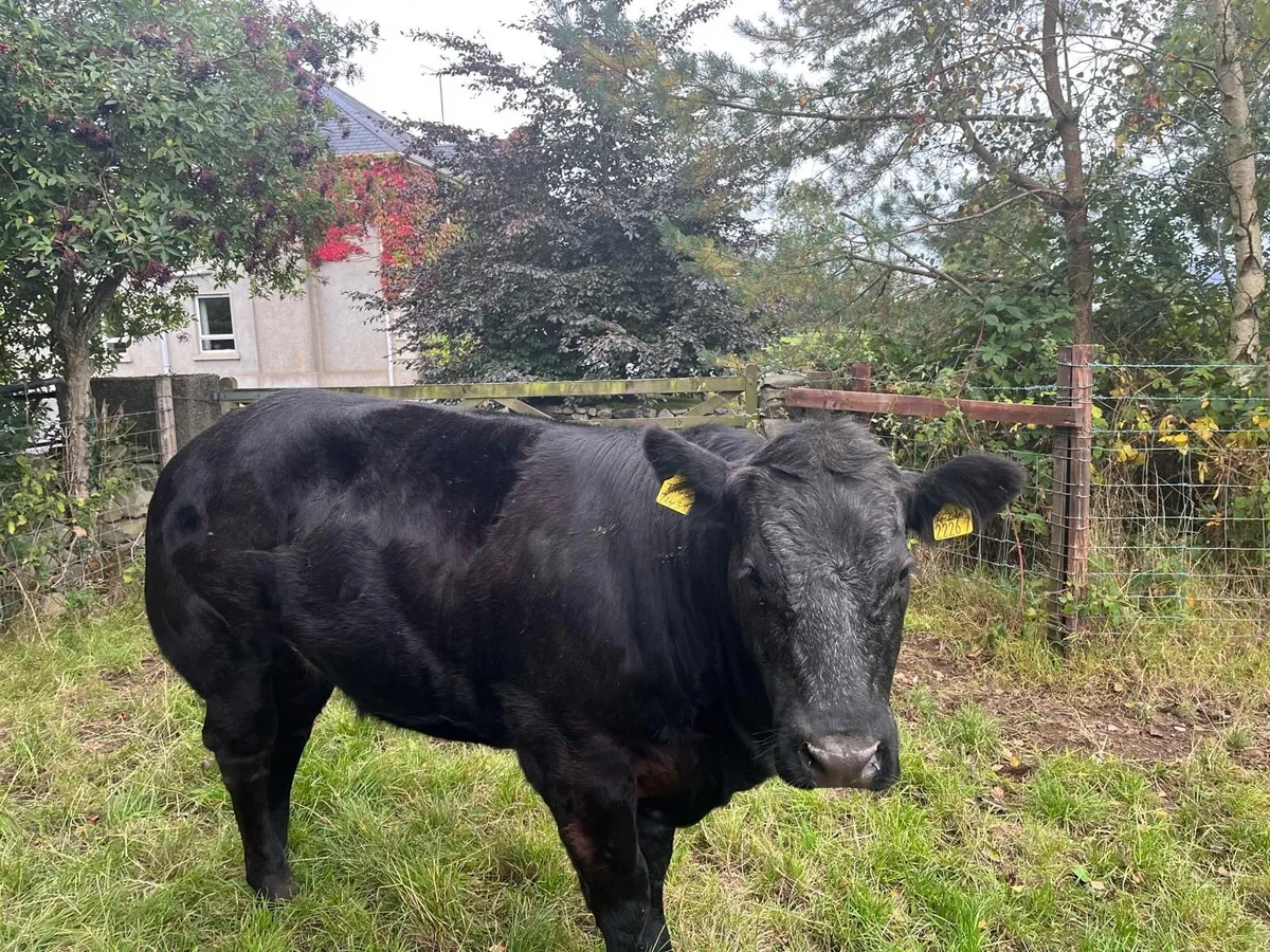 Heifers - Image 2