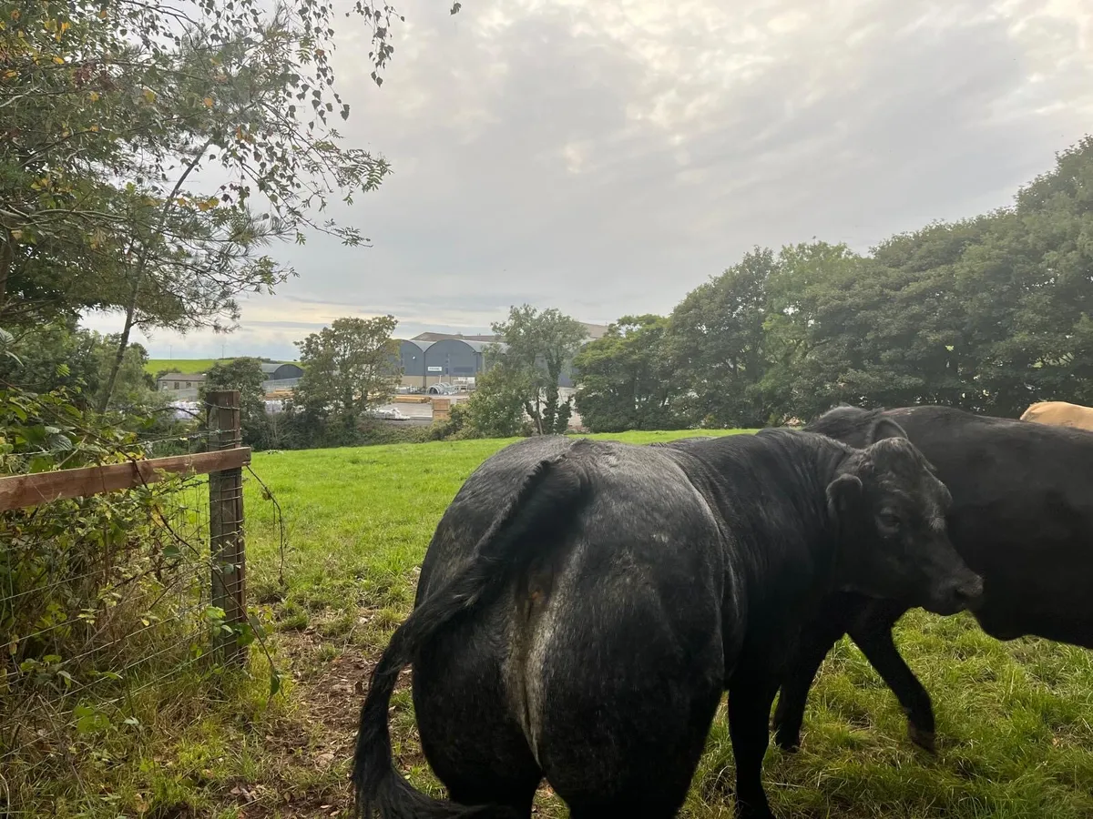 Heifers - Image 3