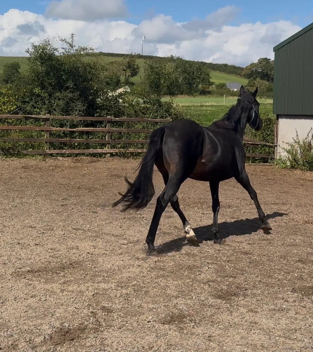 Potential Broodmare x New Bay - Image 3