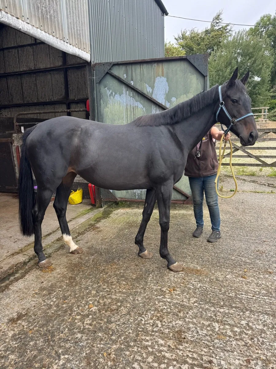 Potential Broodmare x New Bay - Image 1