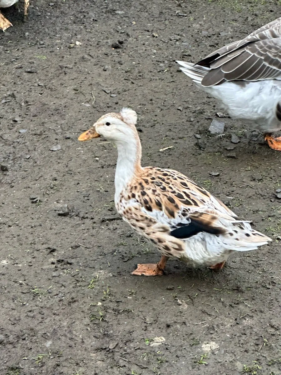 Poultry and rabbit - Image 3