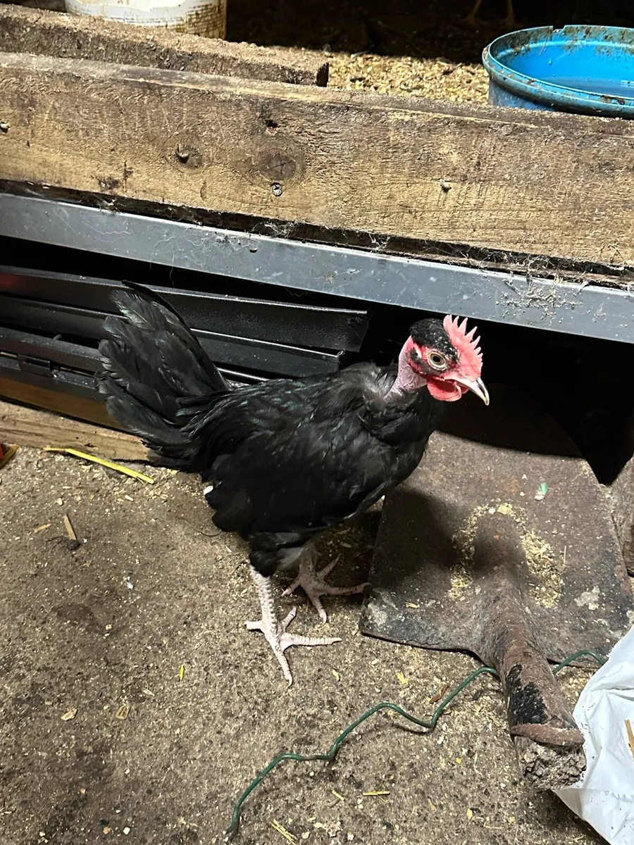 Poultry and rabbit - Image 4