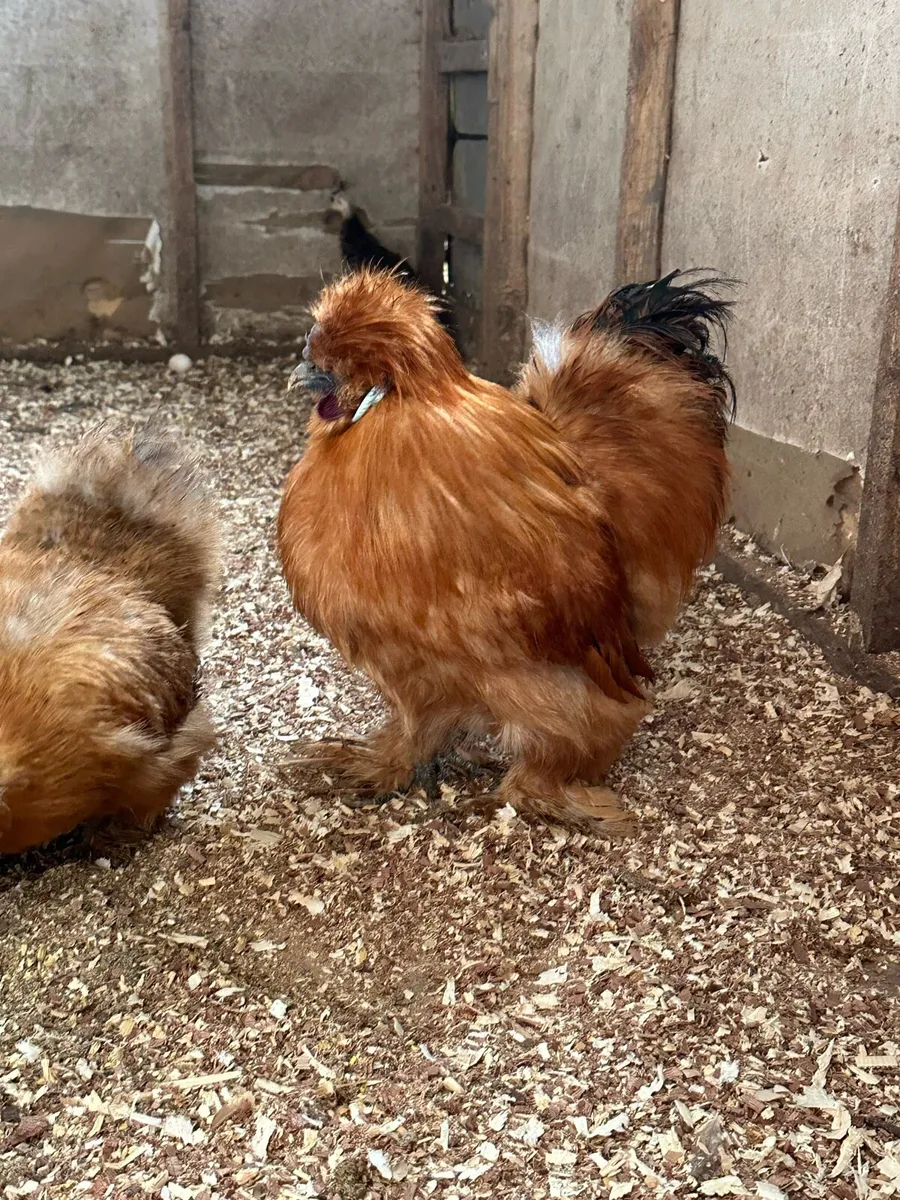 Poultry and rabbit - Image 1