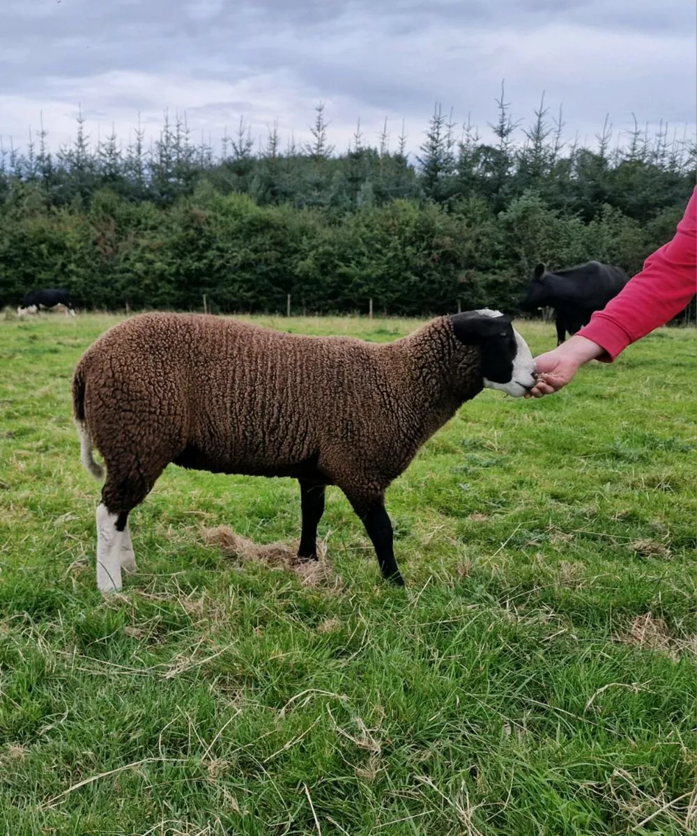 Zwartble ram lambs - Image 1