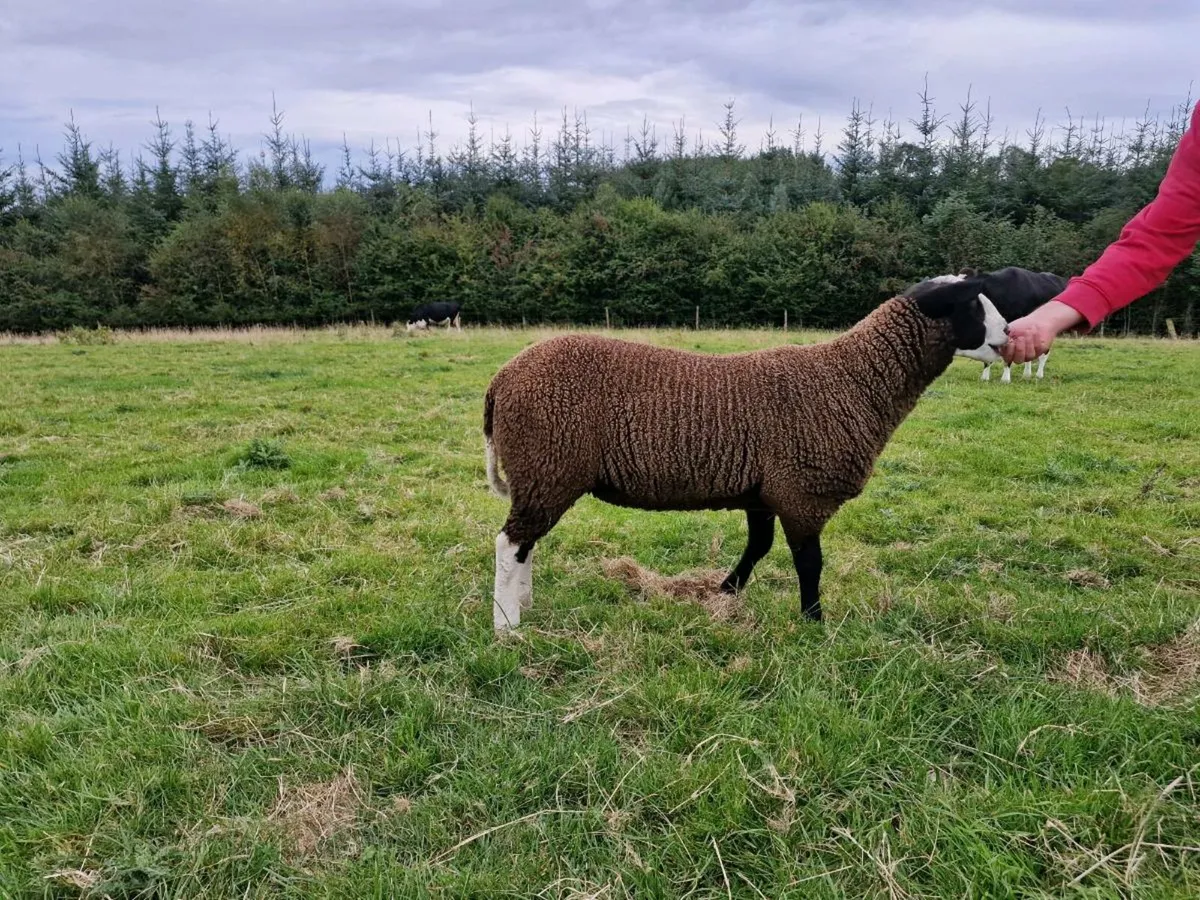 Zwartble ram lambs - Image 2