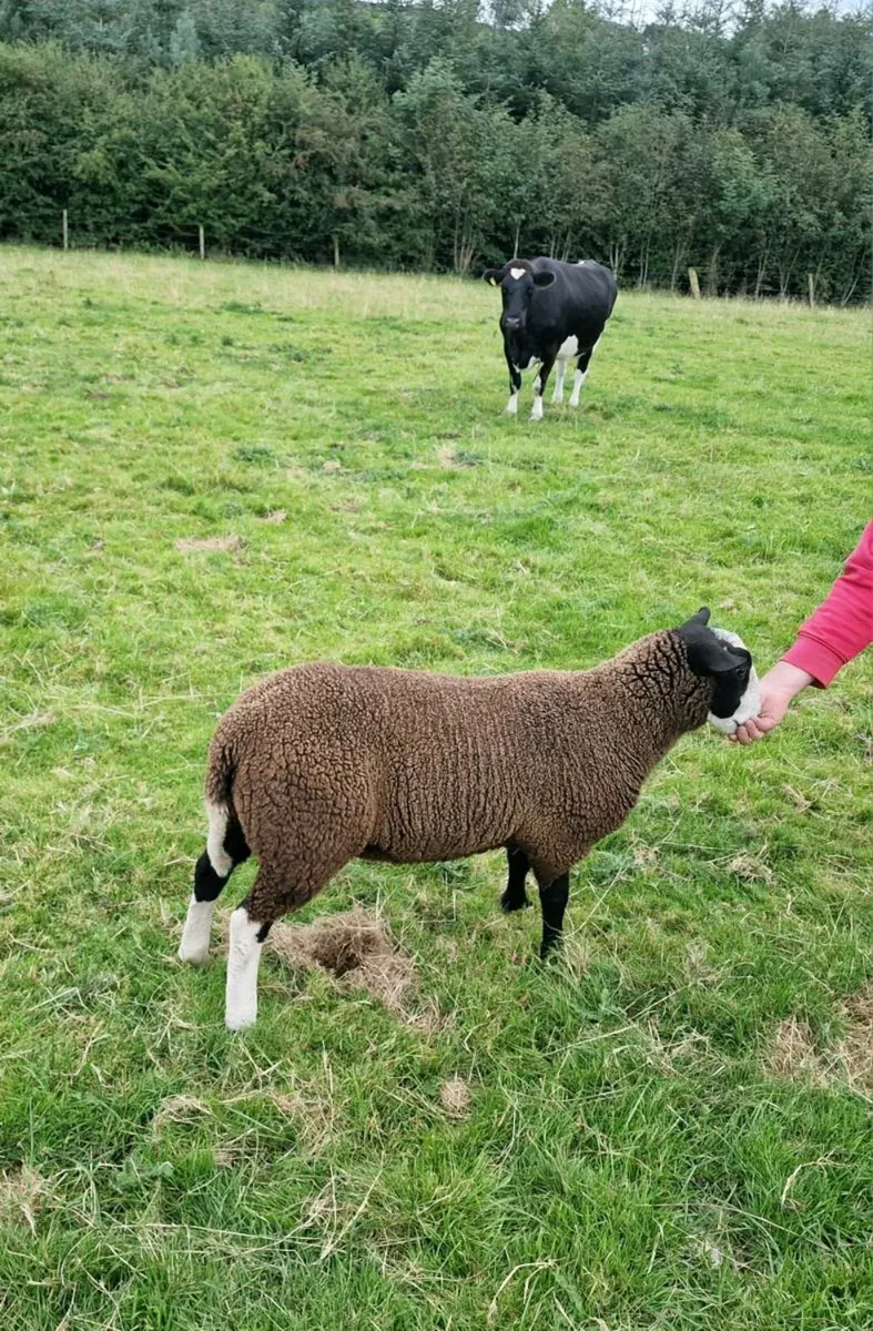 Zwartble ram lambs - Image 3