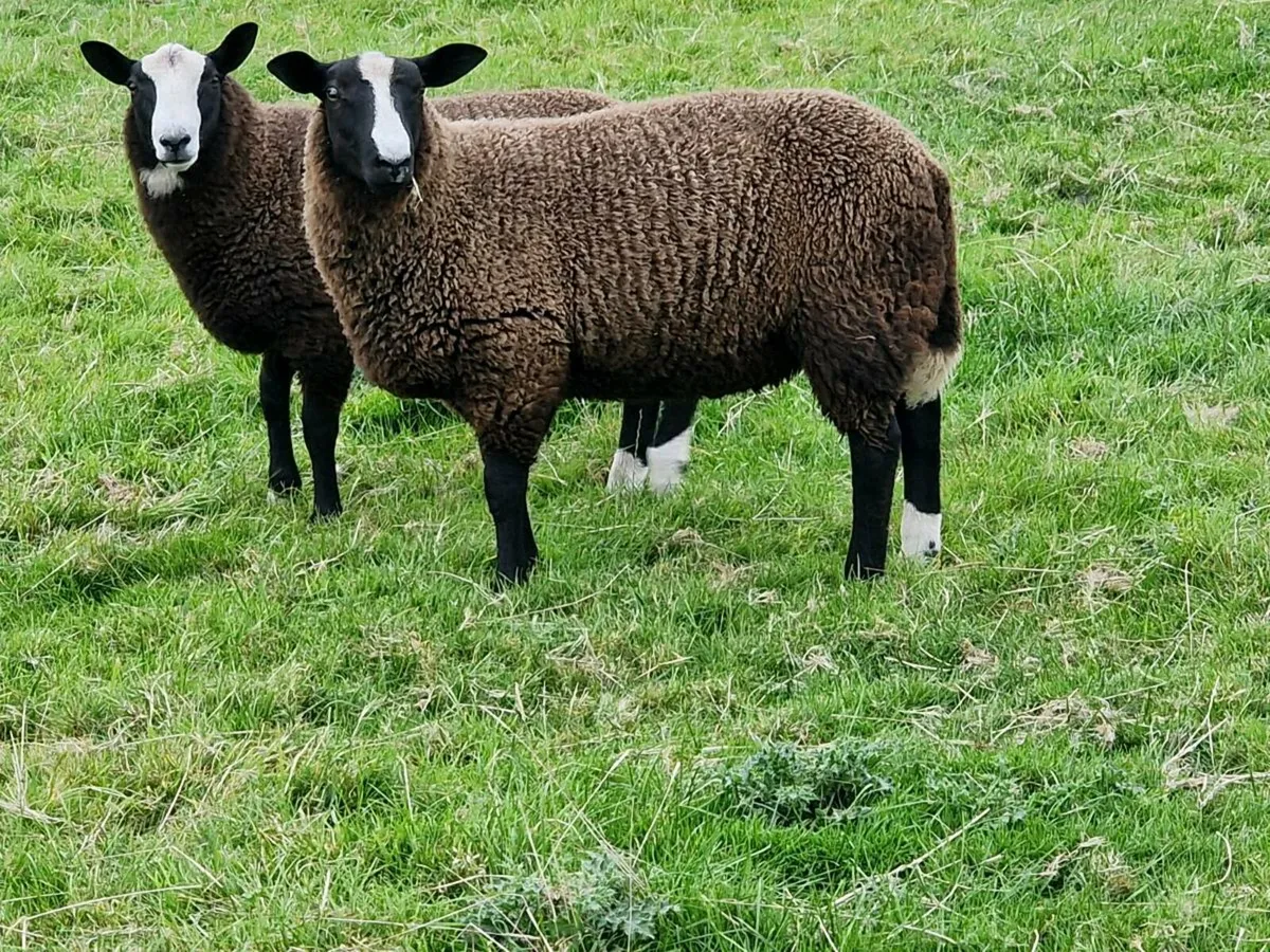 Zwartble ram lambs - Image 4
