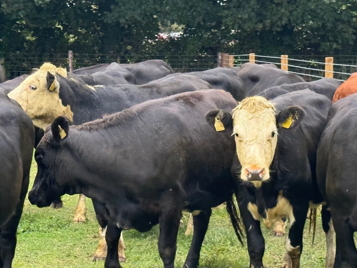 20 ANGUS & HEREFORD HEIFERS ( 380 KGS ) - Image 3