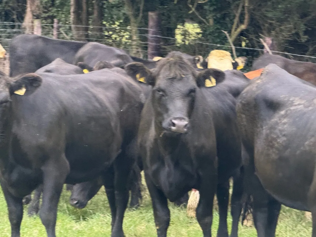 20 ANGUS & HEREFORD HEIFERS ( 380 KGS ) - Image 4