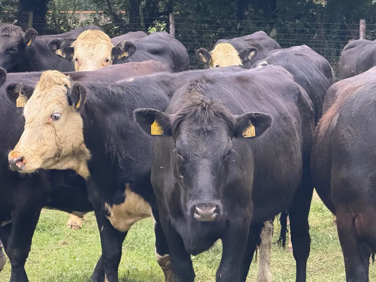 20 ANGUS & HEREFORD HEIFERS ( 380 KGS ) - Image 2