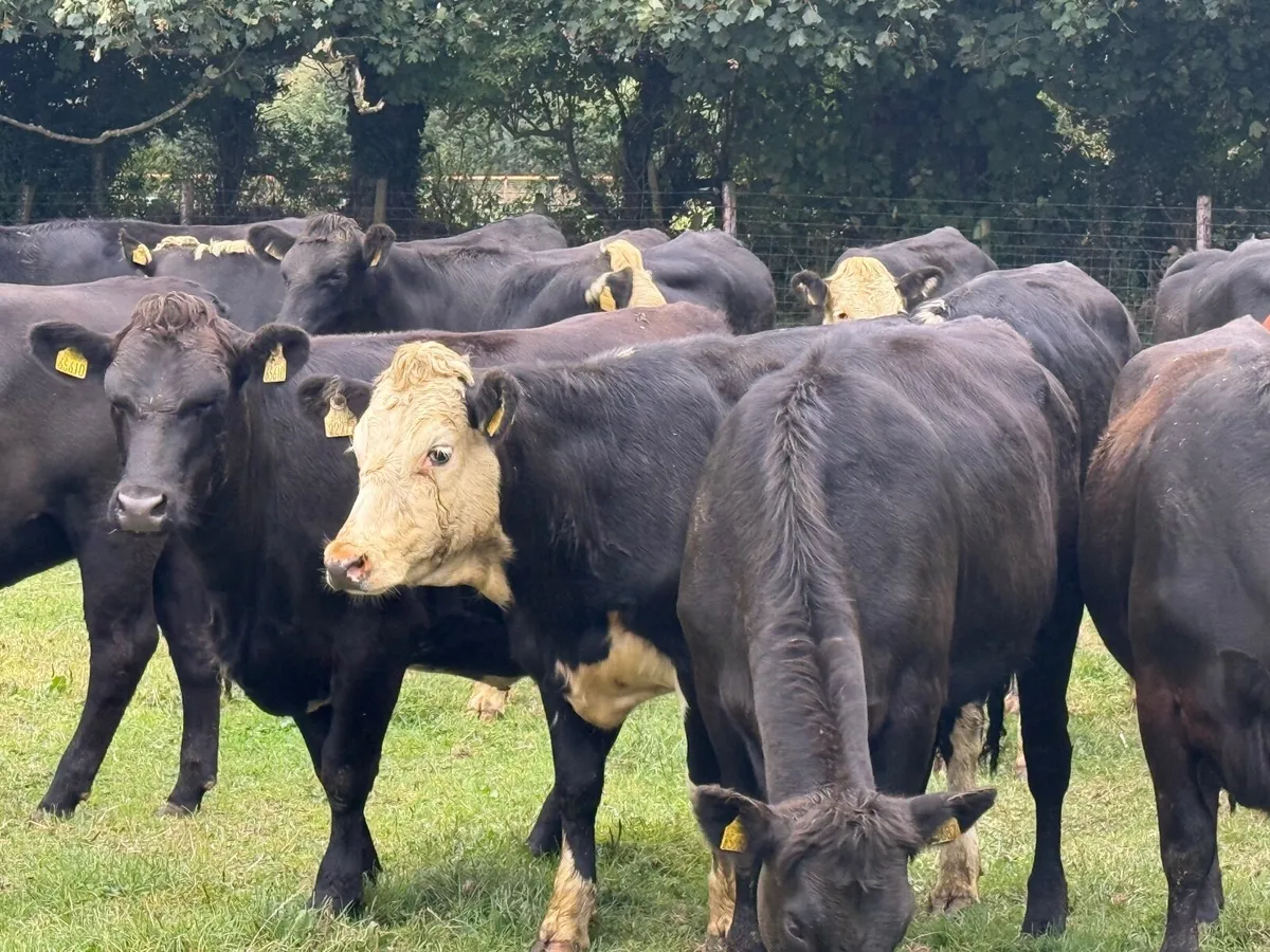 20 ANGUS & HEREFORD HEIFERS ( 380 KGS ) - Image 1