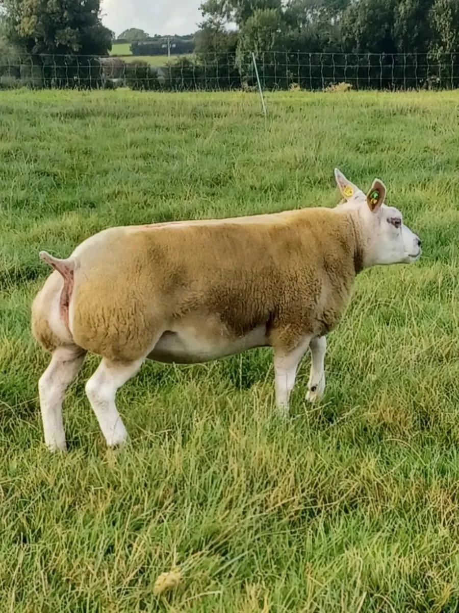 Beltex Sheep - Image 2