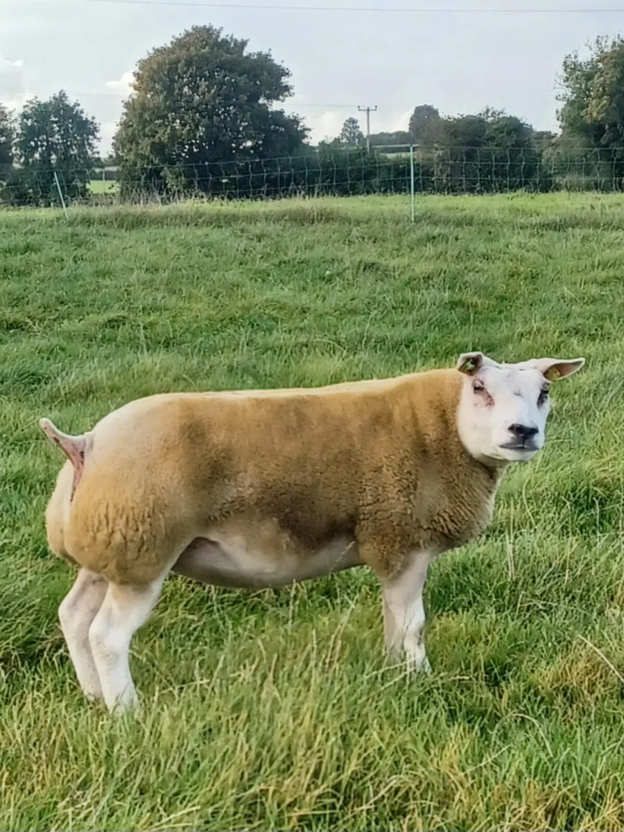 Beltex Sheep - Image 3