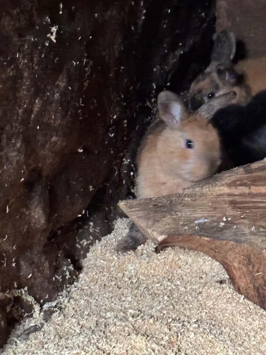 Rabbits - Image 1