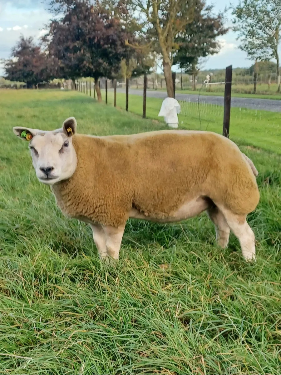 Beltex Sheep - Image 4