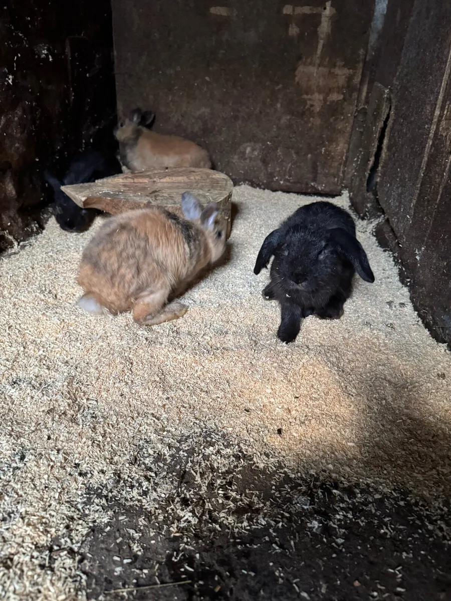 Rabbits - Image 2