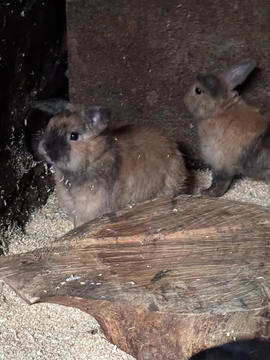 Rabbits - Image 3