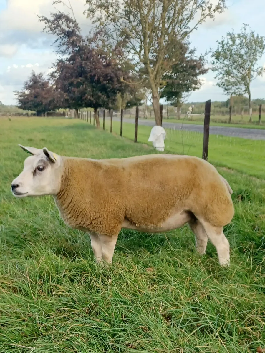 Beltex Sheep - Image 4