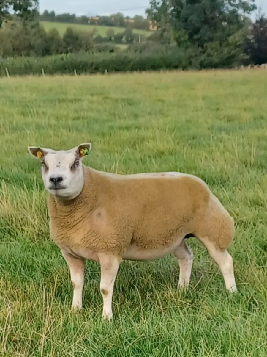 Beltex Sheep - Image 1