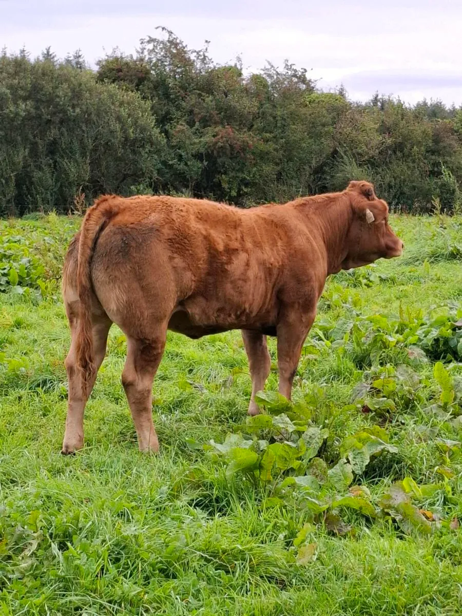 Pbr limousin heifer - Image 2