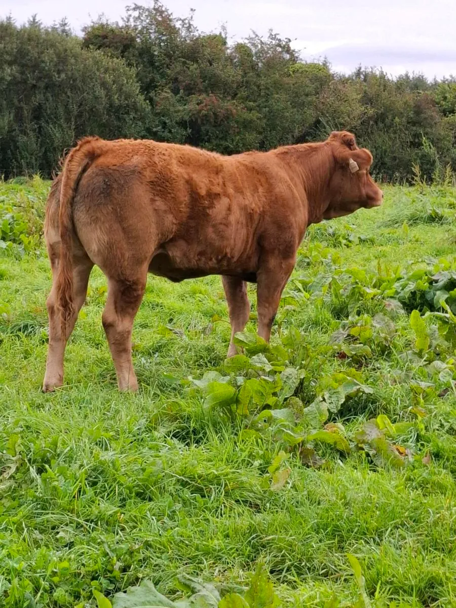 Pbr limousin heifer - Image 3