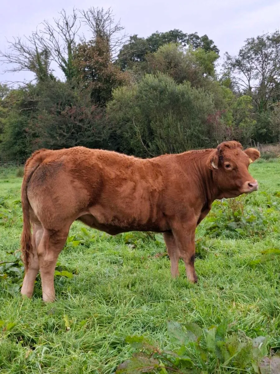 Pbr limousin heifer - Image 4